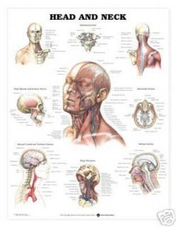 anatomical charts in Science & Medicine (1930 Now)