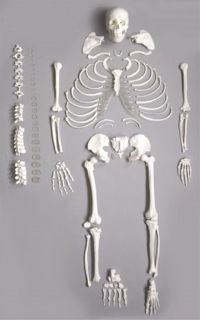 Disarticulated Medical Anatomical Human Skeleton, Life size, 170cm