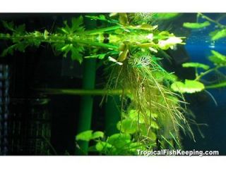   Water sprite Live floating aquarium plant GREAT FOR SHRIMP CRS,RCS