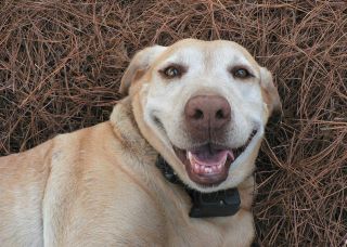 DOG Tapeworm Dewormer Reg Strength Dogs Over 60lbs 170mg Praziquantel 