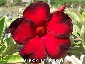 Black Dragon Adenium Obesum/Desert Rose Seeds