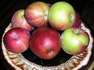   ONE APPLE     18 INCH      ONE TREE 3 APPLE     SHADE  FRUIT TREES