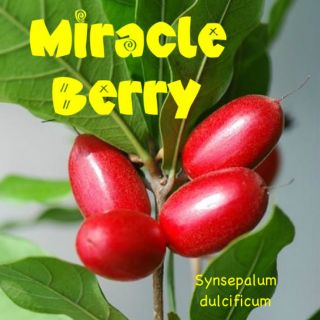 LIVE AMAZING MIRACLE FRUIT TREE 3 SEEDLINGS Edible Berry Synsepalum 