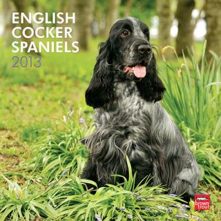 English Cocker Spaniels (Euro) 2013 Wall Calendar
