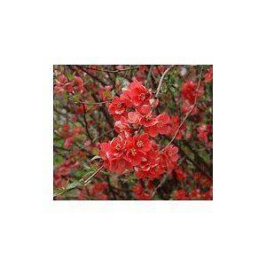 Newly listed Papaya Seed ★ 6 Chinese Fruit Seeds Flowering Quince 