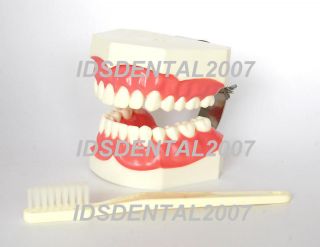 DENTAL GIANT TOOTH MODEL WITH ENLARGED BRUSH(Brand New)