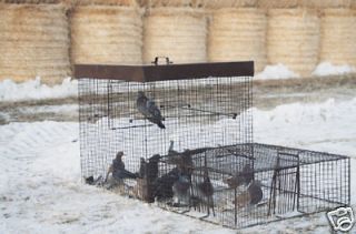 Pigeon Live Trap   Bird Control & Management