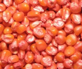 Greenwood 865 Tropical Field Corn/Maize (Zea mays) Treated Seed