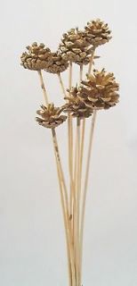 Lot of Dried Pine Cones on Wood Stems   Gold Painted  For Arrangements 