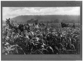 Cultivating corn near,farming,horse drawn equipment,workers,Tulsa 