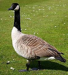   Geese Removal Business   Part Time Seasonal make 10K 2 days month