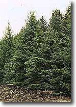   NORWAY SPRUCE       1 2 FT      CHRISTMAS TREE   SALE TODAY ONLY