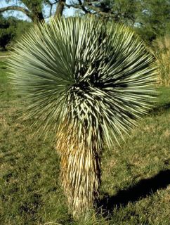 Beaked Yucca   Yucca rostrata   50 Quality Seeds