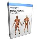 Human Muscle Anatomy Posters Chiropractic Medical Human Muscle Anatomy 