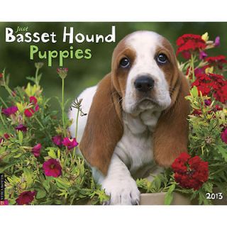 Just Basset Hound Puppies 2013 Wall Calendar