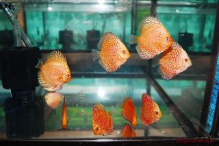 Two (2) Small Live Discus Fish 2 Red Pigeon Blood 24 hour Live 