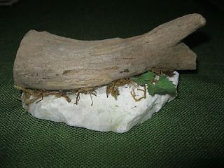 Driftwood Terrarium Ornament or Taxidermy Mount   Medium   w/ White 