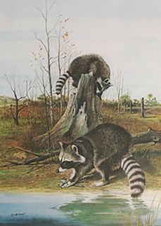 Racoons by Ralph McDonald Open Edition 1972