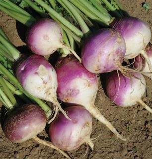 3LBS Purple Top Turnip Deer Food Plot Seeds(fast, )