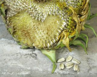 giant sunflower seeds in Seeds & Bulbs