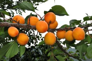 Apricot, Prunus armeniaca, Tree Seeds (Fast, Showy, Edible Fruits)