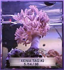 Pet Supplies  Aquarium & Fish  Coral  Leather & Soft Coral
