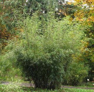 clumping bamboo in Flowers, Trees & Plants