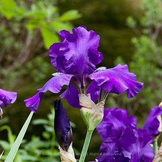 Purple Bearded Iris rhizomes, fans, 3 ft tall. Set of 3