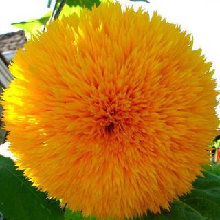   Flowering Annual SUNFLOWER THE GIANT 10 INCH DOUBLE FLOWERS Seed