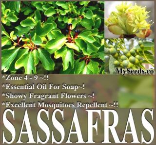   Seeds Sassafras albidum Showy Fragrant Blooms Leaves ~ Zone 4 to 9