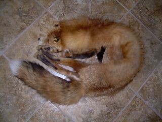 Beautiful Old Antique Vintage Real Red Fox Fur Stole Excellent 