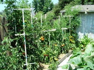 Tomato cage plans   easy to build and store
