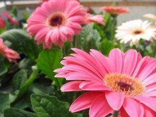 gerbera daisy seeds in Annuals