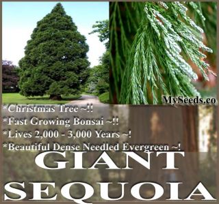 BULK Giant Sequoia Sequoiadendron giganteum Tree Seeds ~Christmas Tree 
