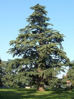 Deodar Cedar, (Himalayan Cedar), Cedrus deodara, Tree Seeds