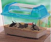 Critter Cage Insect Habitat Bug Cage Turtle CCL M *2PK