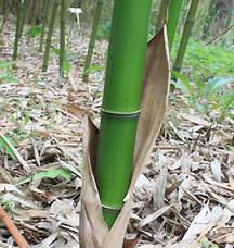 Phyllostachys kwangsiensis 10 seeds   hardy bamboo