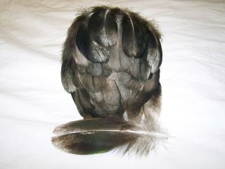PEACOCK FEATHERS,TWO TONE BLACK W/ WHITE,30 COUNT 4 1/2 to 8  LONG