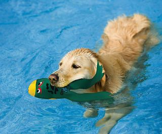   Get Wet Pool Dog Toys Fetch Floating Water Retrieval   4 Varieties