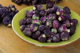   RED Heirloom purple Brussel sprouts 25 Seeds Organic NON GMO Brussels