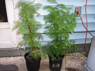 DAWN REDWOOD  2 3 FT    WELL ROOTED     THICK HUSKY TREES  BONSAI