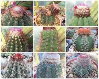 cactus plant  13 95 