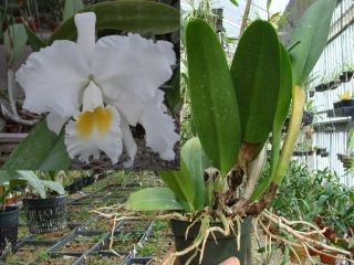 Orchid Plant C. Carl Hausermann 4 pot. Flowering size. Great white.