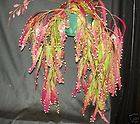 RED MISTLETOE CACTUS, UNUSUAL RED RHIPSALIS 3 PLANTS SHIPPED IN 4 