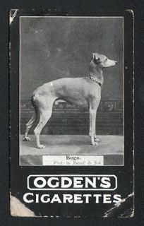DOG Italian Greyhound Champion Named 1902 Photo Trading Card 2