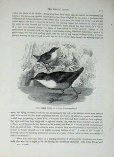 Cassells Birds C1870 Water Ouzel Dipper Aquaticus