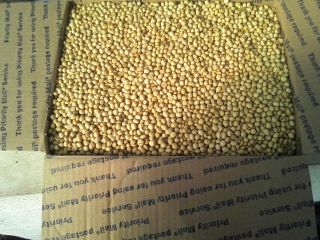 15 Lbs Roasted soybeans soy bean feeders deer hog feed food bait