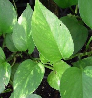 Golden Devils Ivy Pothos Starter Plant