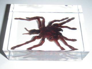 TARANTULA Spider (Golden Earth Tiger) Specimen (in Medium Lucite block 