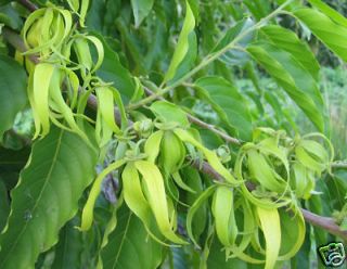Fragrant * Ylang   Ylang * Perfume Tree Seeds